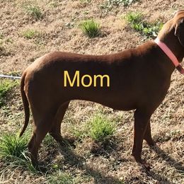 Redbone Coonhound Puppies from Heather Todd