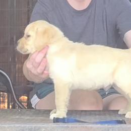 Male 1st Pick - Yellow male Labrador Retriever puppy in Andrews, South Carolina from Leyland Cypress Retrievers