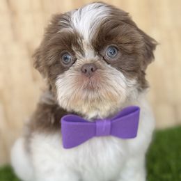 Velvet - Lilac male Shih Tzu puppy in San Tan Valley, Arizona from My Puppy Tzu
