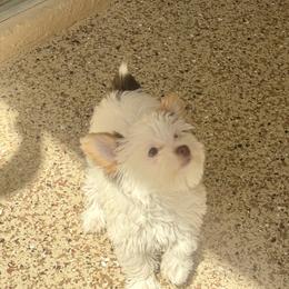 AKC Registered Princess Grace - Chocolate, tan and white female Yorkshire Terrier puppy in Eustis, Florida from Angel Spun Yorkies
