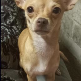 Chihuahuas from P&K Chihuahuas