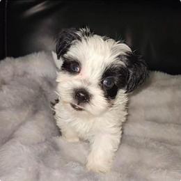 Morkie puppies from J Designer Puppies