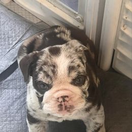 Draco - Chocolate tri-color male Bulldog puppy in Wellsville, New York from Little Bit of Heaven Kennel