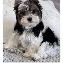 Yorkshire Terrier All Grown Up from Dare to Dream Yorkies