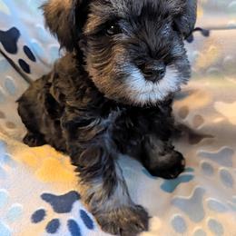 Boy 5 - male Miniature Schnauzer puppy in Monroe, Virginia from Stadtler Miniature Schnauzers