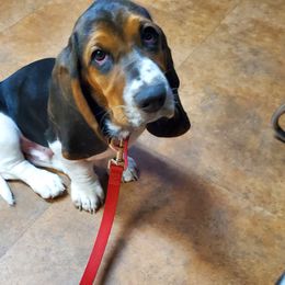 Basset Hound Puppies from Hancock House of Basset Hounds