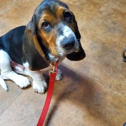 Basset Hound Puppies from Hancock House of Basset Hounds