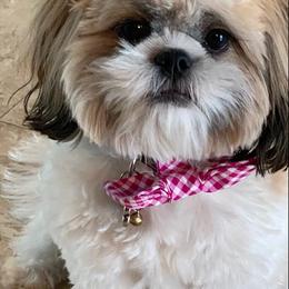 Companion Cross All Grown Up from Habibi Bears