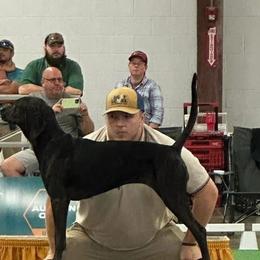 American English Coonhounds and Plotts from Hunter's Hounds