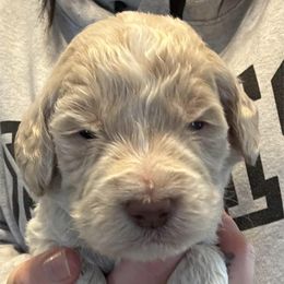Goldendoodle Puppies from Double J’s Doodles