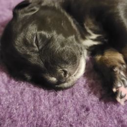 Australian Shepherd Puppies from Summit Australian Shepherds