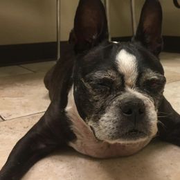 Boston Terriers from Deborah Mendez-Vigo's Boston Terriers