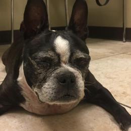 Boston Terriers from Deborah Mendez-Vigo's Boston Terriers