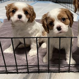 Cavalier King Charles Spaniel Puppies from Buck Creek