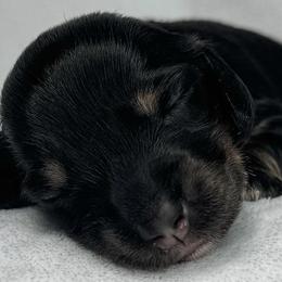 Elasmosaurus - Black and cream female Dachshund puppy in Winamac, Indiana from WZ Kennels