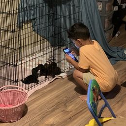 Dachshund Puppies from L & A Dachshunds