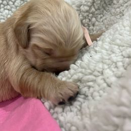 Penelope - Golden female Golden Retriever puppy in Pueblo, Colorado from GR8 Goldens