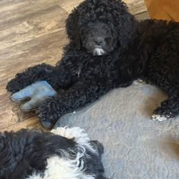 Vixee - Black female Goldendoodle puppy in Indian Mound, Tennessee from Dana Walters