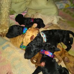 Poodle Puppies from Country Pups Poodles