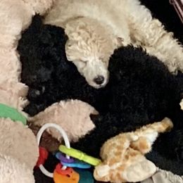 Poodle Puppies from Dauntless Poodles