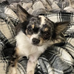 Monster - Chihuahua