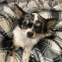Monster - Chihuahua