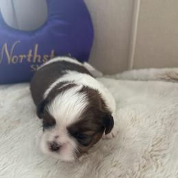 Girl 2 - female Shih Tzu puppy in Paso Robles, California from Northstar Shih Tzu