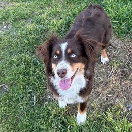 Scarlett - Miniature Australian Shepherd