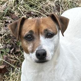 Jack Russell Terriers from Tuff Country Farm