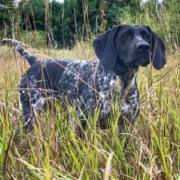 Hash  - German Shorthaired Pointer