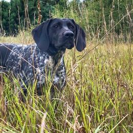 Hash  - German Shorthaired Pointer