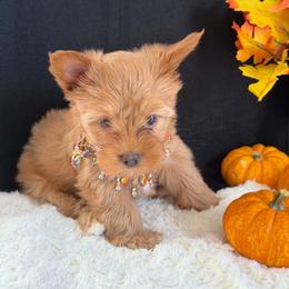 Dolly - Liver female Yorkshire Terrier puppy in Howe, Oklahoma from Ray Holder