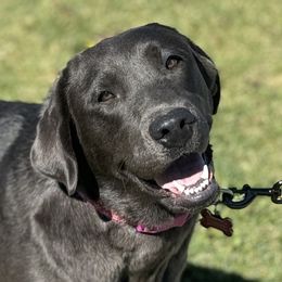 HONEY - Labrador Retriever