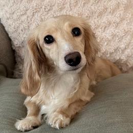 Sweet Pea - Dachshund
