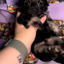 Cam'ron - Black & tan male Maltipoo puppy in Clover, South Carolina from Cudi’s Buddies