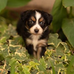 Violet - Black tri female Toy Australian Shepherd puppy in Carlsbad, New Mexico from New Mexico Aussies