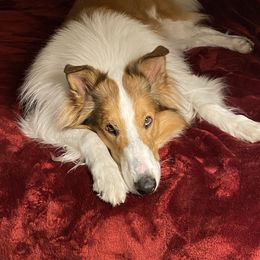 Brenn - Collie