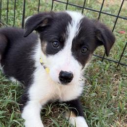 Cassidy - Yellow - Tri-color female Border Collie puppy in Shawnee, Oklahoma from Cross K Working Collies - Pure Bred Border Collies