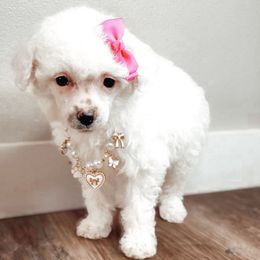 Faith - White female Poodle puppy in Portage, Utah from Pugsley Poodles