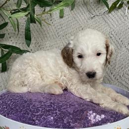 Kathani - Parti female Goldendoodle puppy in Barstow, California from Golden Desert Doodles