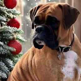 Lola - Boxer