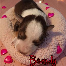Brandy - Liver female Miniature Schnauzer puppy in Clemmons, North Carolina from Schnauzer Snobs