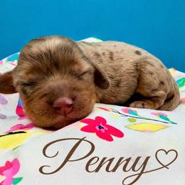 Penny - Merle female Cavapoo puppy in Cameron, South Carolina from Sassy Sailor & Company