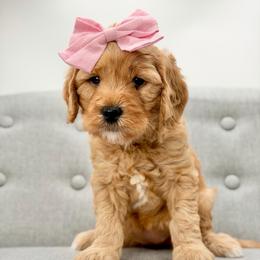 Breeze - Apricot female Goldendoodle puppy in Queen Creek, Arizona from Goldendoodle AZ