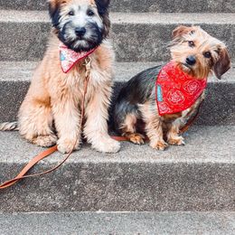 Soft Coated Wheaten Terrier Puppies from Kayos Kennel