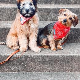Soft Coated Wheaten Terrier Puppies from Kayos Kennel