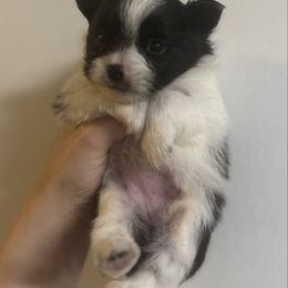 Girl 2 - Black parti female Pomeranian puppy in Jackson, Tennessee from Little House Pomeranians