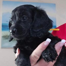 BLACK GIRL yellow - Black female Dachshund puppy in Port Charlotte, Florida from Vicki's Dachshund Crossing