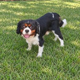 Louie - Cavalier King Charles Spaniel