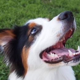 Australian Shepherds from Apple Hill Aussies